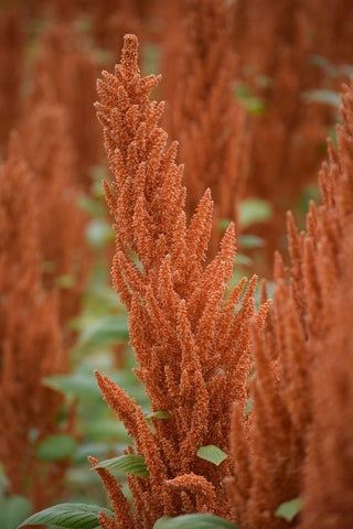 Amaranthu creuntus hot biscuits - 250 seeds £1.95