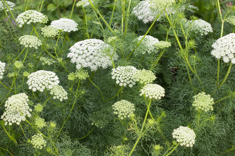 Ammi majus (Bishop's Flower) seeds - RP Seeds