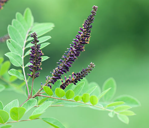 Amorpha fruticosa (False Indigo) seeds - RP Seeds