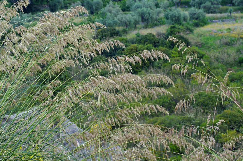 Viner Reed RP Seeds : Ampelodesmos mauritanicus (Mautitania Vine Reed) 25 seeds