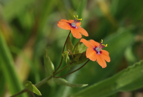 Anagallis arvensis [syn. Lysimachia arvensis] (Scarlet Pimpernal) seeds - RP Seeds