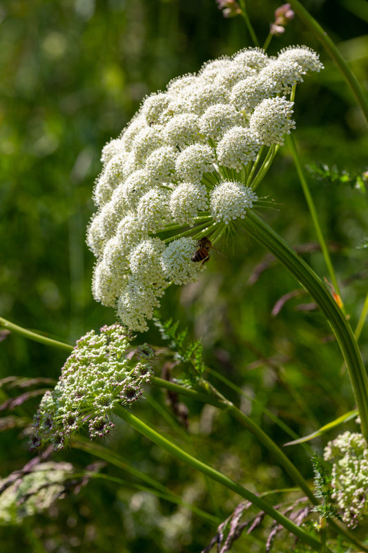 Angelica sylvestris (Wild Angelica) seeds