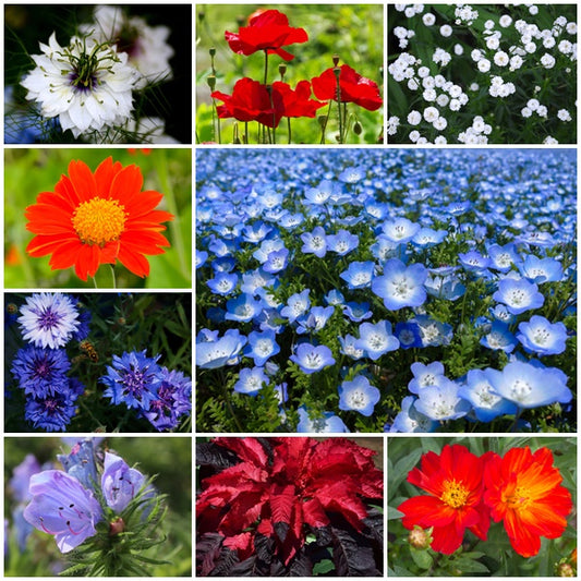 Annual Flower Seed Mix - Union Jack - 3g - RP Seeds