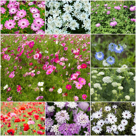 Annual Flower Seed Mix - Pastel Shades