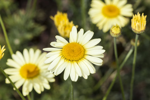 Anthemis tinctoria alba (Dyer's Chamomile/Marguerite) seeds - RP Seeds