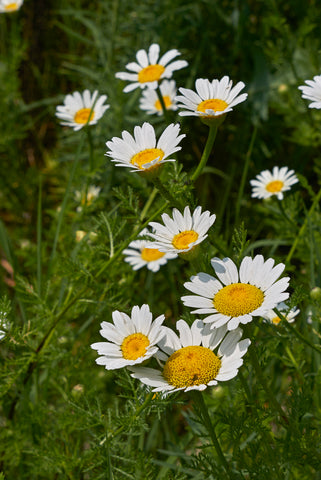 Anthemis arvensis (Corn Chamomile) seeds