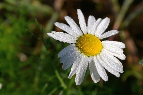 Anthemis arvensis (Corn Chamomile) seeds