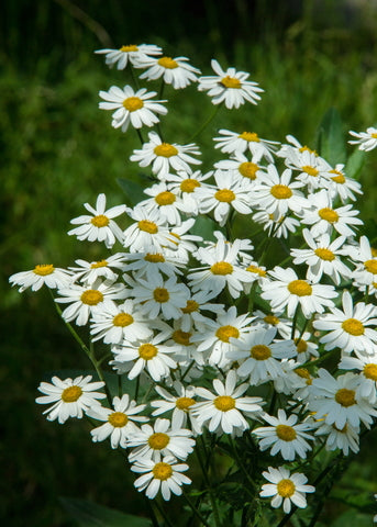 Anthemis arvensis (Corn Chamomile) seeds