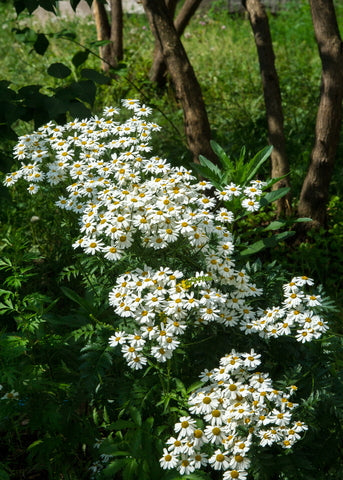 Anthemis arvensis (Corn Chamomile) seeds