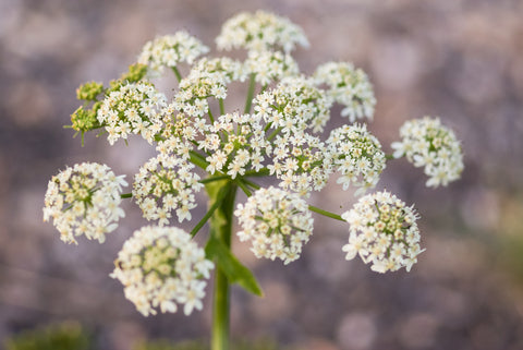 Anthriscus sylvestris (Cow Parsley) seeds