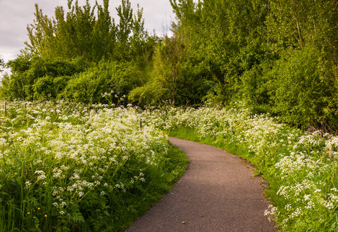 Anthriscus sylvestris (Cow Parsley) seeds