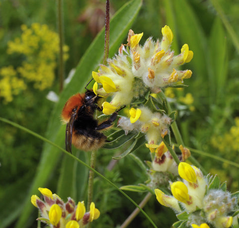 Anthyllis vulneraria (Kidney Vetch) seeds