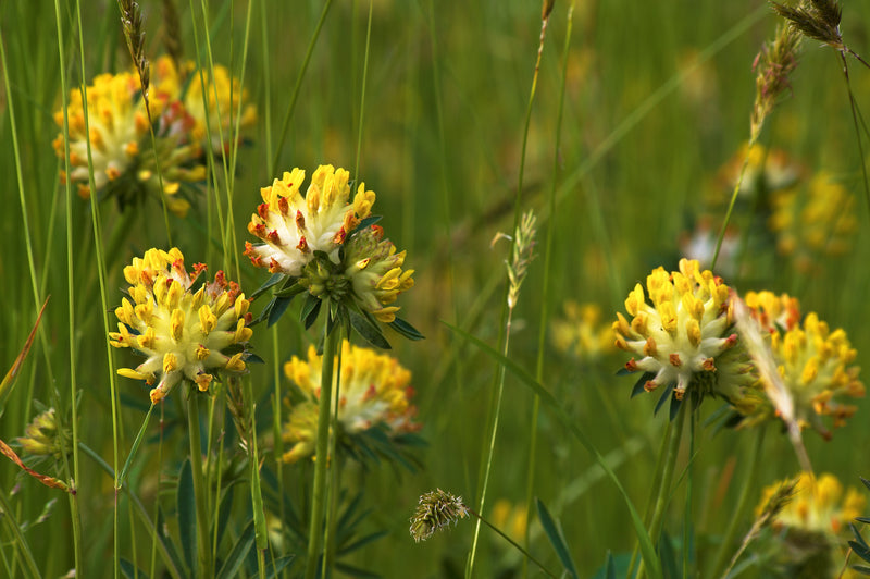 Anthyllis vulneraria (Kidney Vetch) seeds