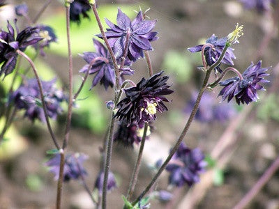 Aquilegia Black Barlow (Columbine) seeds - RP Seeds