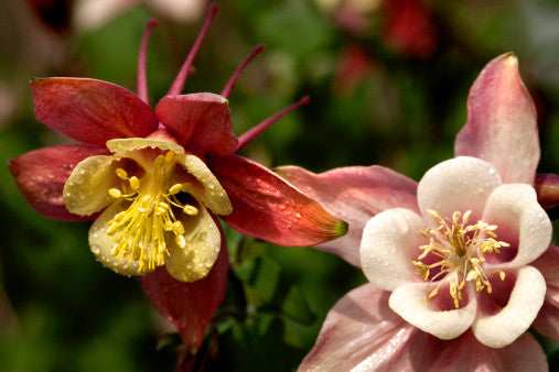 Aquilegia McKana Giants (Columbine) seeds - RP Seeds