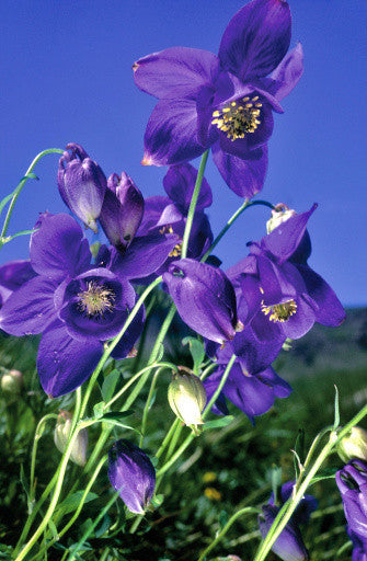 Aquilegia alpina (Columbine) seeds - RP Seeds