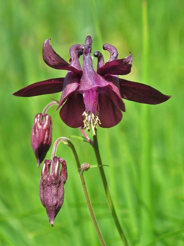 Aquilegia atrata (Dark Columbine) seeds - RP Seeds