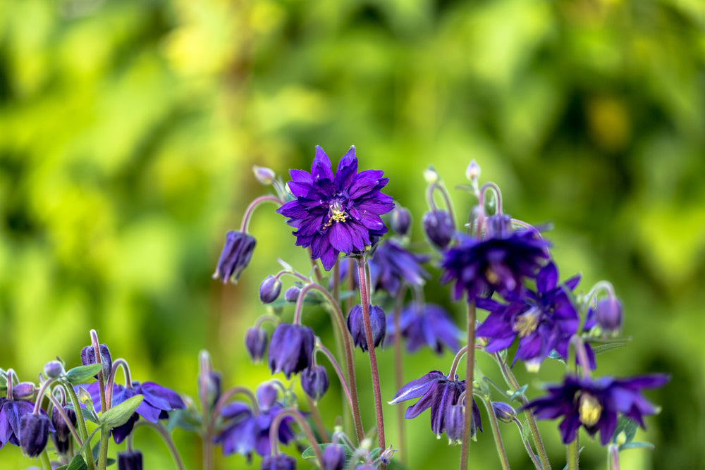 Aquilegia Blue Barlow (Columbine) seeds - RP Seeds