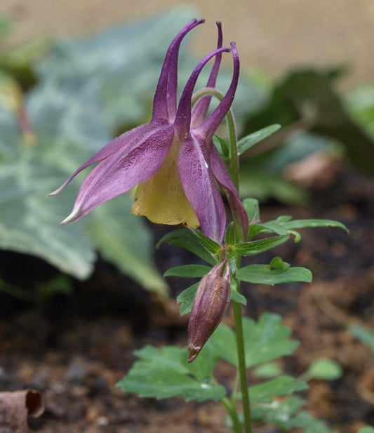 Aquilegia buergeriana Calimero (Columbine) seeds - RP Seeds