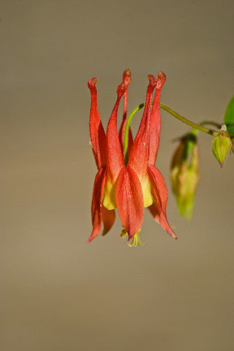 Aquilegia canadensis (Columbine) seeds - RP Seeds