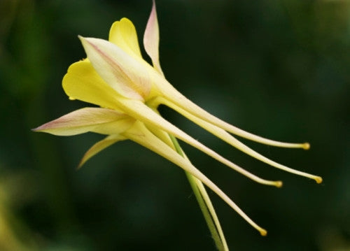 Aquilegia chrysantha Yellow Queen (Columbine) seeds - RP Seeds