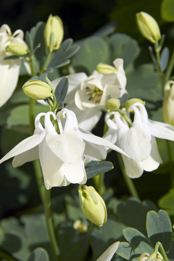 Aquilegia flabelatta White Angel (Columbine) seeds - RP Seeds
