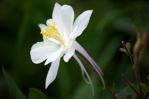 Aquilegia Kristall (Columbine) seeds - RP Seeds