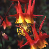 Aquilegia skinneri Tequila Sunrise (Columbine) seeds - RP Seeds