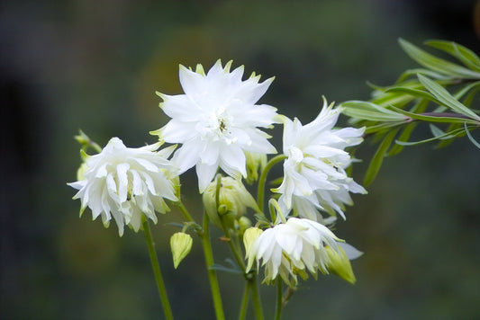 Aquilegia White Barlow (Columbine) seeds - RP Seeds