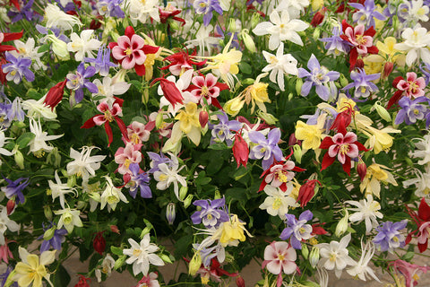 Aquilegia Biedermeier Mix (Columbine) seeds