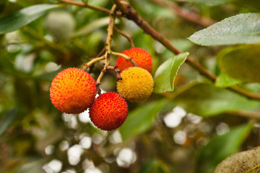 Arbutus unedo (Strawberry Tree) seeds - RP Seeds