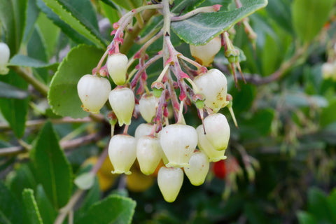 Arbutus unedo (Strawberry Tree) seeds - RP Seeds