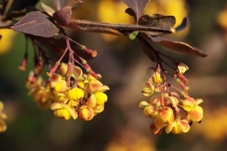 Berberis thunbergii atropurpurea (Purple Japanese Barberry) seeds - RP Seeds