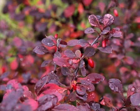 Berberis thunbergii atropurpurea (Purple Japanese Barberry) seeds - RP Seeds