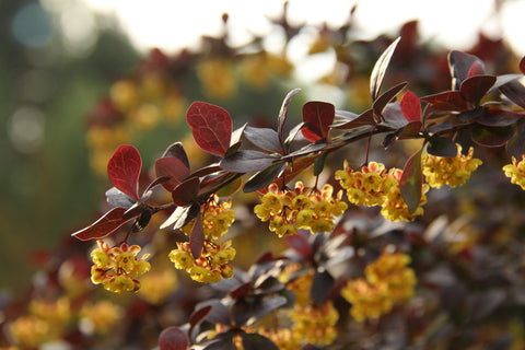 Berberis thunbergii atropurpurea (Purple Japanese Barberry) seeds - RP Seeds