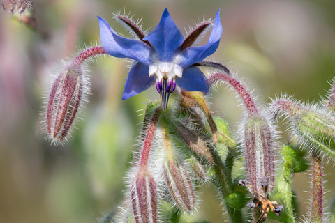 Borago officinalis  (Borage) seeds