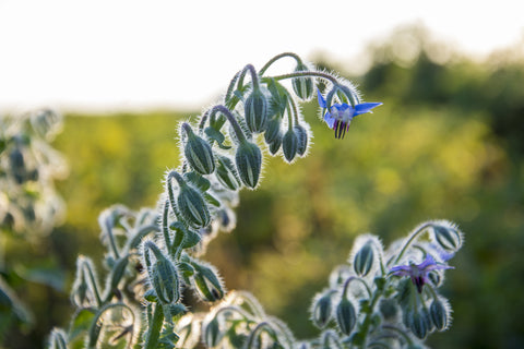 Borago officinalis  (Borage) seeds