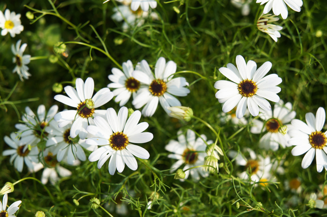 RP Seeds Brachyscome White Splendour 100 seeds £2.15