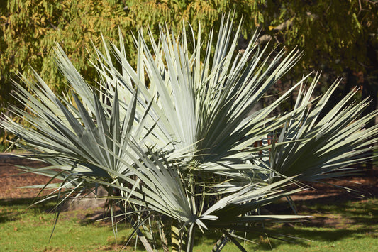 Brahea armata (Mexican Blue Palm) seeds - RP Seeds