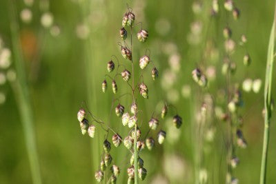 Briza media (Quaking Grass) seeds - RP Seeds