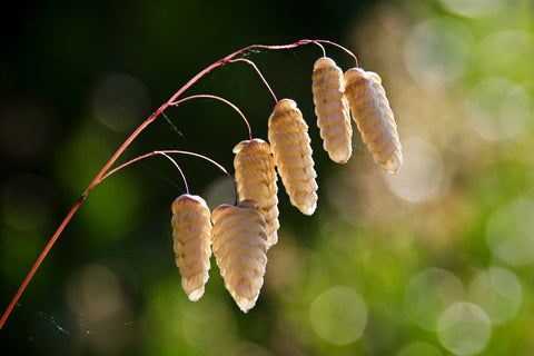 Briza media (Quaking Grass) seeds - RP Seeds