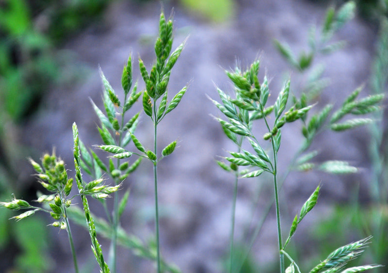 Bromus hordeaceus (Soft Brome) seeds