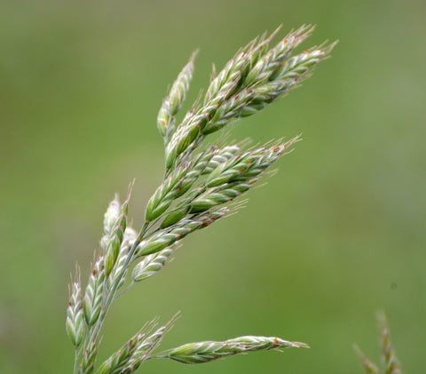 Bromus hordeaceus (Soft Brome) seeds