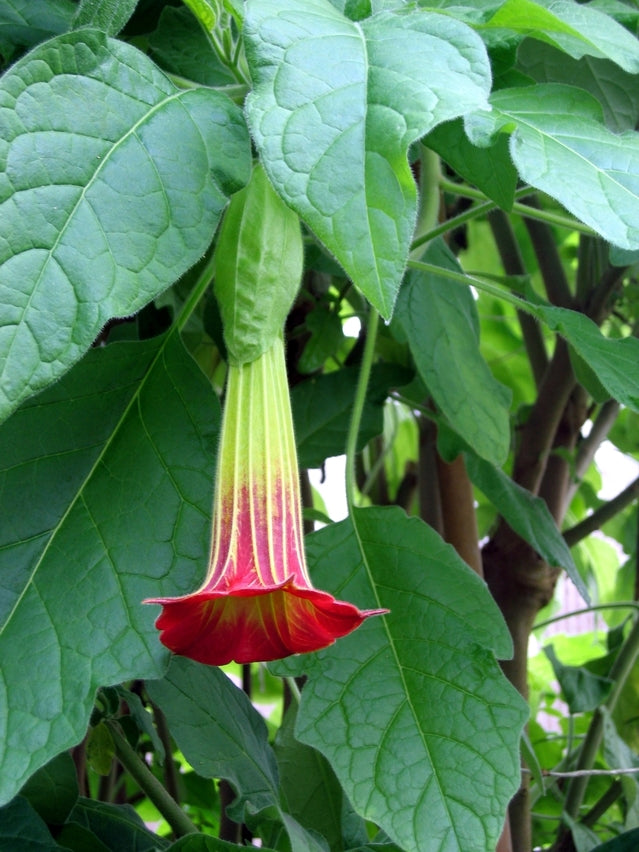 Brugmansia sanguinea (Angel's Trumpet) seeds - RP Seeds