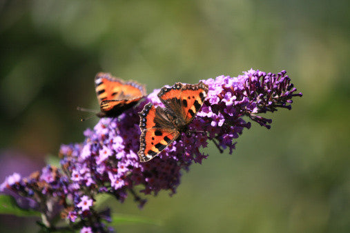 Buddleia davidii (Butterfly Bush) seeds - RP Seeds