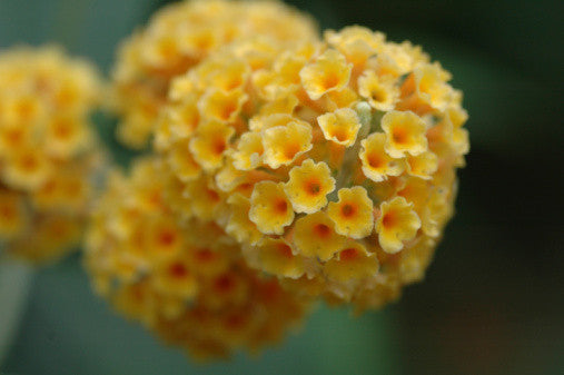 Buddleia globosa (Orange Ball Tree) seeds - RP Seeds