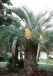 Butia capitata (Jelly Palm) seeds - RP Seeds