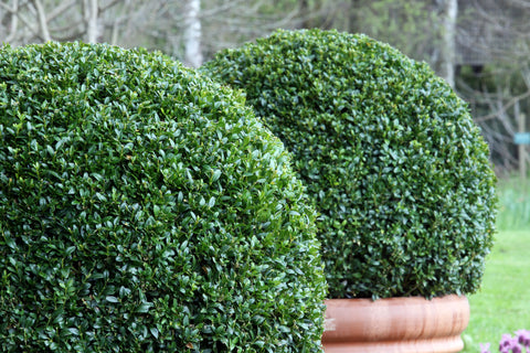 Buxus microphylla sinica (Chinese Boxwood) seeds - RP Seeds