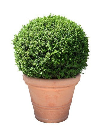 Buxus sempervirens (Box) seeds - RP Seeds