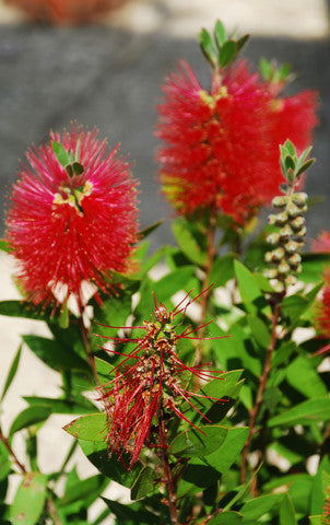 Callistemon citrinus (Crimson Bottlebrush) seeds - RP Seeds